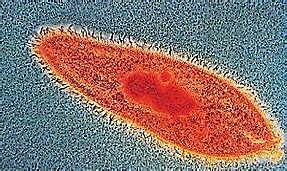 ELS PRIMERS ÉSSERS EUCARIOTES