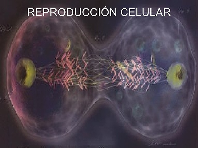 APARICIÓ DE REPRODUCCIÓ
