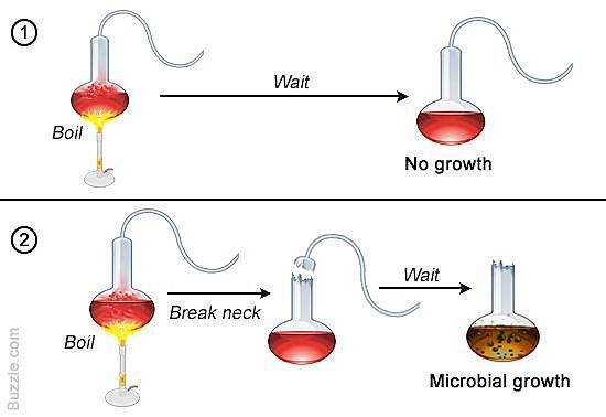 Pasteur's swan neck flask experiment