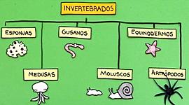 Timeline: tipos de animales