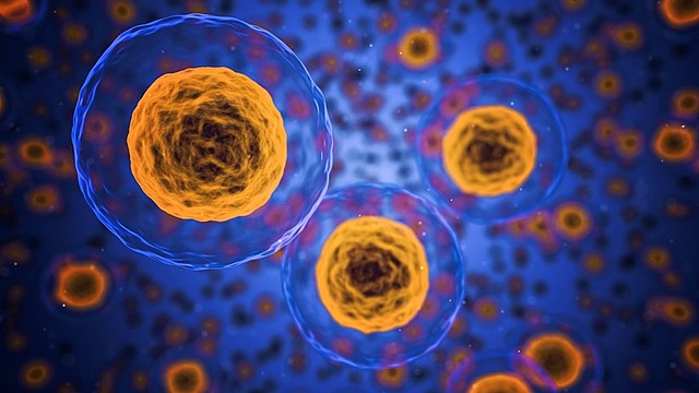 Dominación de la materia