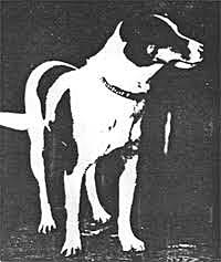 Edward and May Mellanby 1864-1955