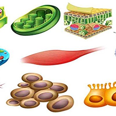 Timeline: teoria celular