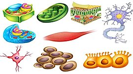 Timeline: teoria celular