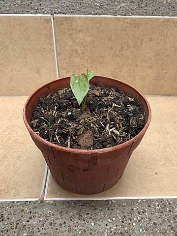 Ecología y Salud Ambiental.