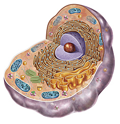 Aparición de la célula eucariota