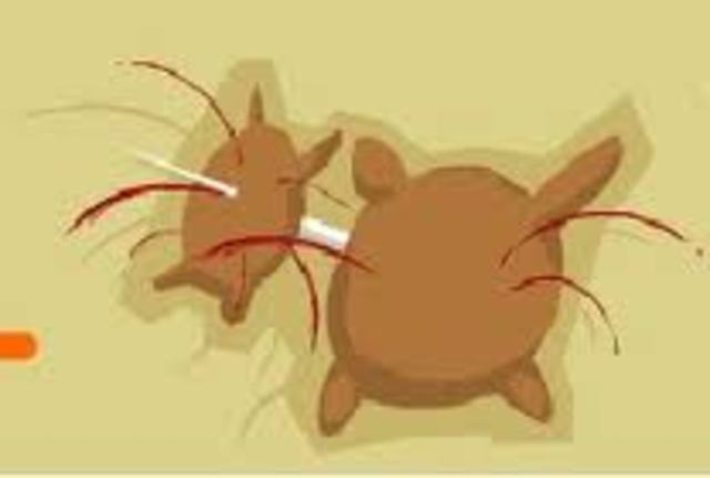 D-Q ataca con un cuchillo a unos cueros llenos de vino