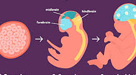 Timeline: Prenatal Development
