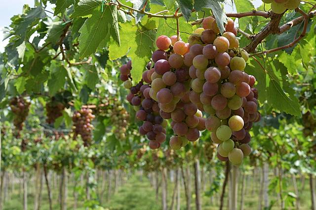 Mayores productores de vino en el mundo