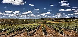 Mayores productores de vino en España