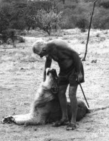 el quijote se enfrenta a un leon