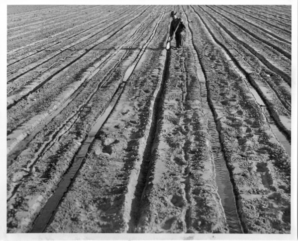 Field of alfalfa receives first irrigation water in Franklin County irrigation district