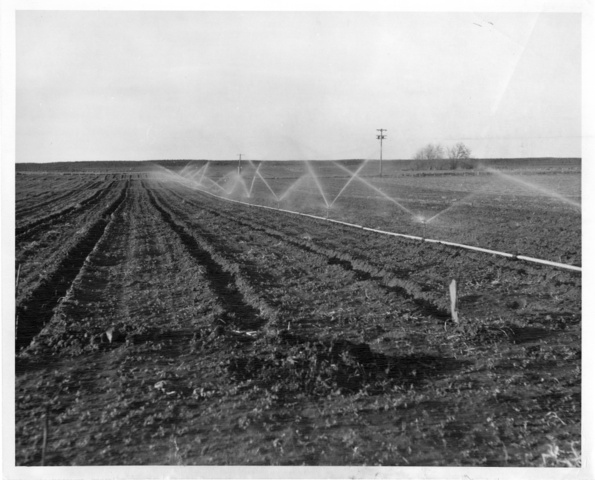 Picture shows sprinklers in operation on a field in Franklin County Irrigation District No. 1