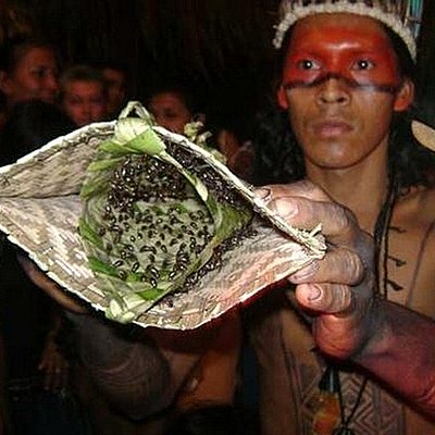 Timeline: Bullet Ant Initiation