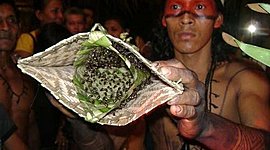 Timeline: Bullet Ant Initiation