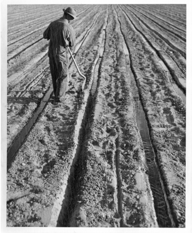Field in the Franklin County Irrigation District of the Columbia Irrigation Project recieving the first waters of irrigation