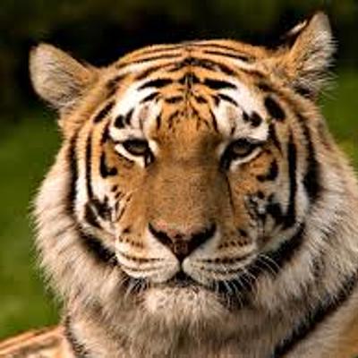Timeline: Tigre de Bengala