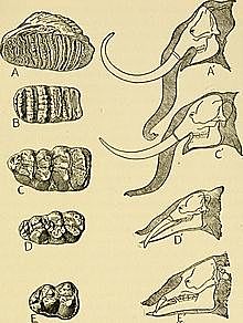 Morgan ( 1.852 - 1.936)