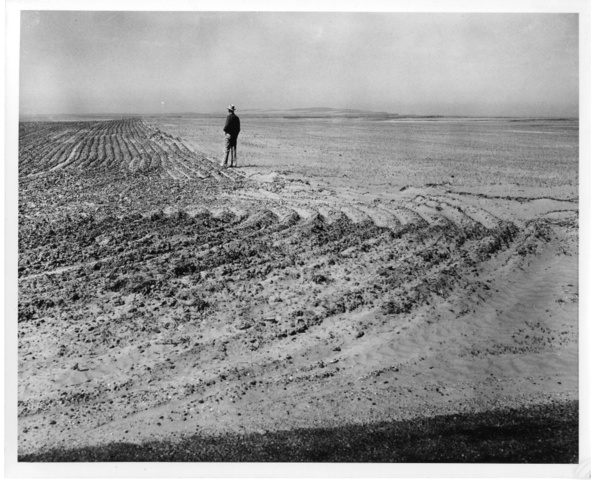 View of a wheat field near Warden, Wash. struggling against wind erosion