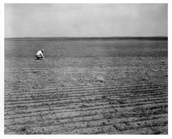 Field that was planted last year has lost its topsoil due to wind to reveal black sand underneath