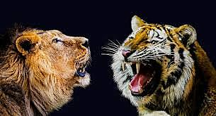 Tigre vs León