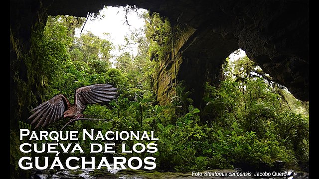 REGIÓN ANDINA, Cueva de los guácharos