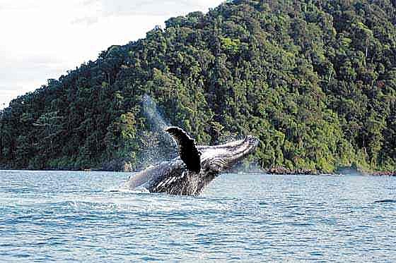 REGIÓN INSULAR, isla Gorgona