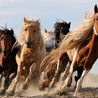 Timeline: linea del tempo Aurora Elisa