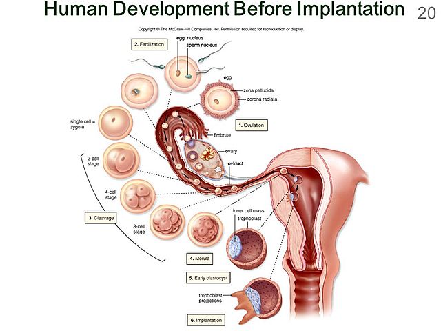 Week 1 - The Preimplantation Period
