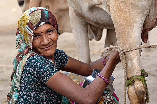 Batido de la leche en una olla usando cuerdas enrolladas alrededor de una pala, técnica de aldeas Indias.