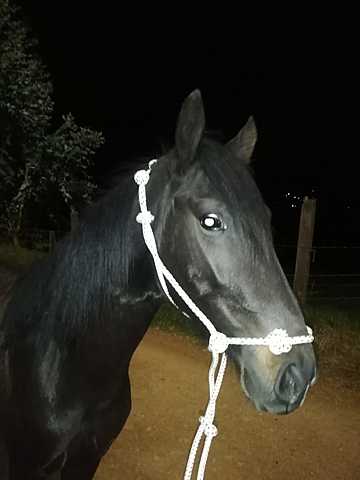 Mi Caballo