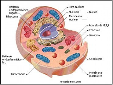 Aparición de la célula eucariota
