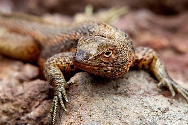 Origen de los vertebrados terrestres