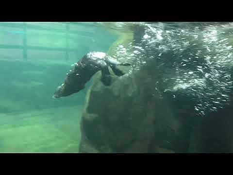 Prueba al tanque de adultos