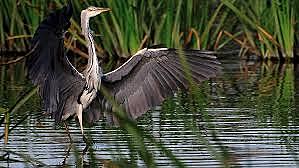 REGIÓN CARIBE : Santuario de fauna y flora El Corchal El mono Hernández