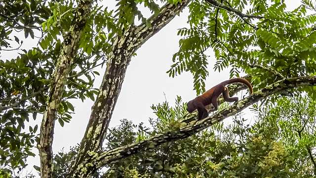 REGIÓN DE LA AMAZONIA: Parque Nacional tinigua