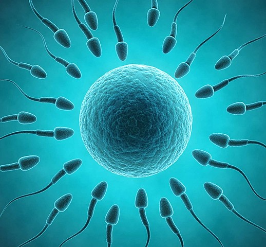 Día 1: Fecundación