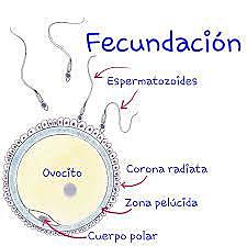 Día 1: Fecundación