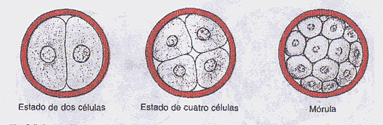Primera semana- Día 3-4