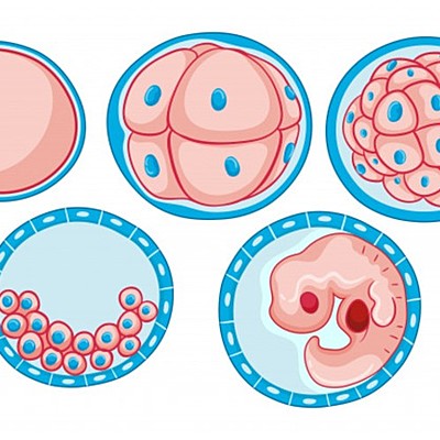 Timeline: Desarrollo embrionario