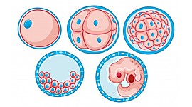 Timeline: Desarrollo embrionario