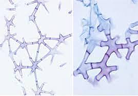 N. Grew y M. Malpighi