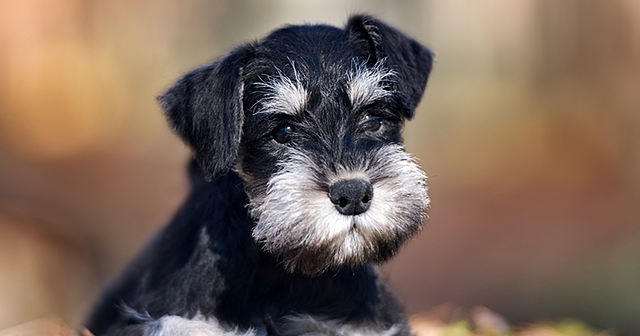 El día que em van regalar el meu gos