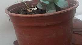 Timeline: eccoplants