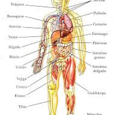 Timeline: cuerpo humano