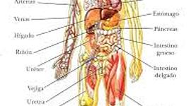 Timeline: cuerpo humano