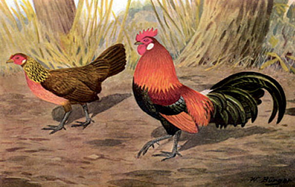 La gallina como primer ave.