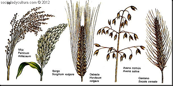 Economía a base de la agricultura.