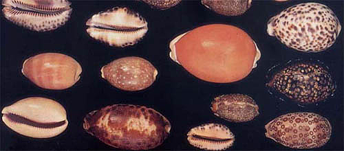 Los caparazones como forma de pago.