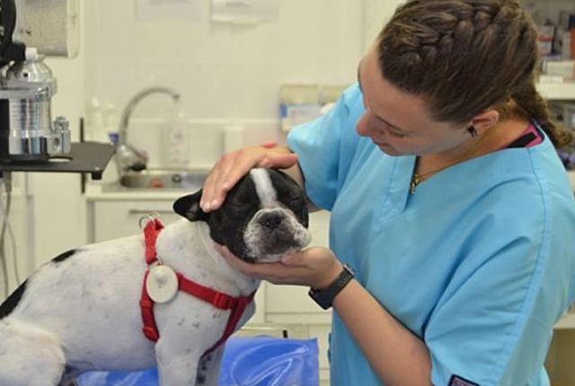 Veterinary assistant